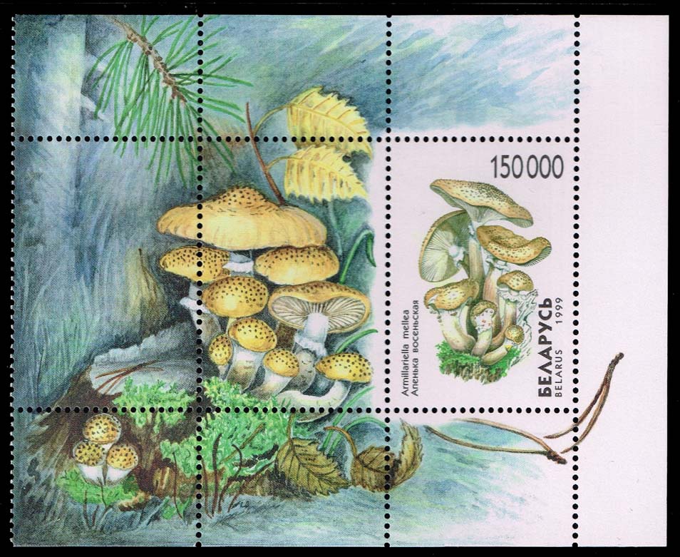 Belarus #320 Honey Fungus Souvenir Sheet; MNH Belarus #320 Honey Fungus Souvenir Sheet; MNH