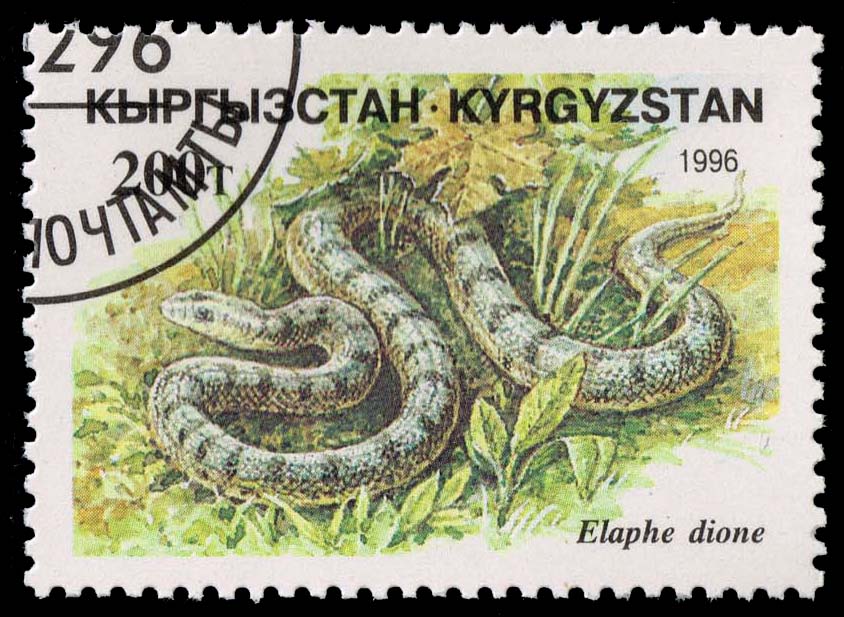Kyrgyzstan #104 Dione's Rat Snake; CTO Kyrgyzstan #104 Dione's Rat Snake; CTO